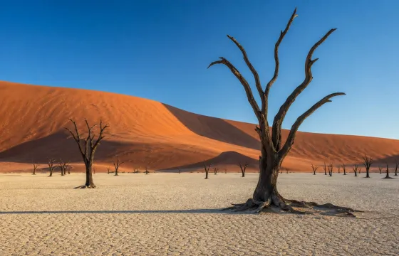 Пустыня Намибии с красными дюнами и сухими деревьями Deadvlei